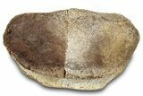 Fossil Hadrosaur Phalanx (Toe Bone) - Montana #288081-1